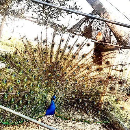 Prima Luce Bed & Breakfast 3*